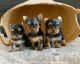 Yorkshire Terrier Puppies for sale in Sacramento County, CA, USA. price: $400
