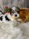 Yorkshire Terrier Puppies for sale in San Diego, CA, USA. price: $500