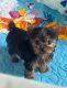 Yorkshire Terrier Puppies for sale in Sacramento, CA, USA. price: $800