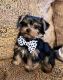 Yorkshire Terrier Puppies for sale in Katy, TX 77449, USA. price: NA