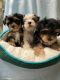 Yorkshire Terrier Puppies for sale in Stockton, CA, USA. price: $3,500