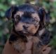 Yorkshire Terrier Puppies for sale in Peoria Heights, IL, USA. price: $550