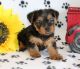 Yorkshire Terrier Puppies for sale in Centereach, NY, USA. price: $600
