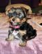 Yorkshire Terrier Puppies for sale in Snohomish, WA, USA. price: $1,600