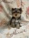 Yorkshire Terrier Puppies for sale in Chesapeake, VA, USA. price: $1,100