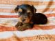 Yorkshire Terrier Puppies for sale in Daytona Beach, FL, USA. price: $1,000