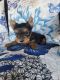 Yorkshire Terrier Puppies for sale in Summerville, SC, USA. price: $2,200