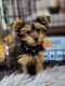 Yorkshire Terrier Puppies for sale in 15 Throop Ave, Brooklyn, NY 11206, USA. price: NA