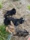 Yorkshire Terrier Puppies for sale in San Diego, CA, USA. price: $2,500