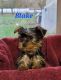 Yorkshire Terrier Puppies for sale in Newaygo, MI 49337, USA. price: NA
