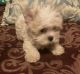 Yorkshire Terrier Puppies for sale in NY-481, Phoenix, NY, USA. price: $1,500