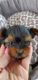 Yorkshire Terrier Puppies for sale in Durham, ON, Canada. price: $2,400