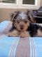 Yorkshire Terrier Puppies for sale in Sacramento, CA, USA. price: $1,800