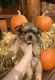 Yorkshire Terrier Puppies for sale in Chester, SC 29706, USA. price: $1,000