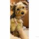 Yorkshire Terrier Puppies for sale in Wilson, NC, USA. price: $750