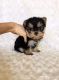 Yorkshire Terrier Puppies for sale in Rapid City, SD, USA. price: $550