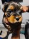Yorkshire Terrier Puppies for sale in Richmond, VA, USA. price: $1,300