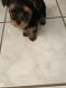 Yorkshire Terrier Puppies for sale in Zephyrhills, FL, USA. price: NA