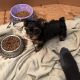Yorkshire Terrier Puppies for sale in South Philadelphia, Philadelphia, PA, USA. price: $1,200