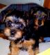 Yorkshire Terrier Puppies for sale in Santa Nella, CA 95322, USA. price: NA