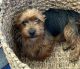 Yorkshire Terrier Puppies for sale in Vista, CA, USA. price: $950