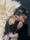 Yorkshire Terrier Puppies for sale in Sharon Hill, PA 19079, USA. price: NA