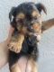 Yorkshire Terrier Puppies for sale in Detroit, MI, USA. price: $900