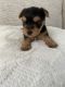 Yorkshire Terrier Puppies for sale in Modesto, CA, USA. price: $2,500