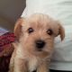 Yorkshire Terrier Puppies for sale in Angier, NC 27501, USA. price: NA