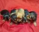 Yorkshire Terrier Puppies for sale in Wheeling, WV 26003, USA. price: $1,000