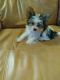 Yorkshire Terrier Puppies for sale in Salisbury, NC, USA. price: NA
