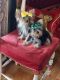 Yorkshire Terrier Puppies for sale in Chula Vista, CA, USA. price: $895