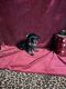 Yorkshire Terrier Puppies for sale in New Orleans, LA, USA. price: $875
