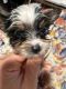 Yorkshire Terrier Puppies for sale in Lakewood, CO, USA. price: $2,300