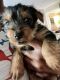 Yorkshire Terrier Puppies for sale in Virginia Beach, VA, USA. price: $1,000