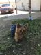 Yorkshire Terrier Puppies for sale in Rangely, CO 81648, USA. price: NA
