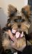Yorkshire Terrier Puppies for sale in Bloomington, IN, USA. price: NA