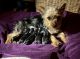 Yorkshire Terrier Puppies for sale in Burnsville, NC 28714, USA. price: $1,800