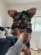 Yorkshire Terrier Puppies for sale in Burley, ID 83318, USA. price: $3,000