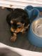 Yorkshire Terrier Puppies for sale in Richmond, VA, USA. price: $1,300