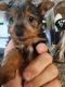 Yorkshire Terrier Puppies for sale in Leoma, TN 38468, USA. price: NA