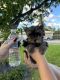 Yorkshire Terrier Puppies for sale in Hollywood, FL, USA. price: NA