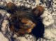 Yorkshire Terrier Puppies for sale in Naperville, IL, USA. price: $1,200