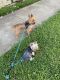 Yorkshire Terrier Puppies for sale in Covington, KY, USA. price: NA