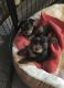 Yorkshire Terrier Puppies for sale in Ashburnham, MA, USA. price: $2,000