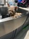 Yorkshire Terrier Puppies for sale in Pacoima, Los Angeles, CA, USA. price: NA