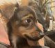 Yorkshire Terrier Puppies for sale in Isleton, CA, USA. price: $100