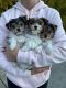 Yorkshire Terrier Puppies for sale in Sacramento, CA, USA. price: $2,500