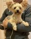 Yorkshire Terrier Puppies for sale in Fontana, CA, USA. price: $600