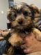 Yorkshire Terrier Puppies for sale in Hattiesburg, MS, USA. price: $750